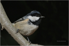 <p>SÝKORA UHELNÍČEK (Periparus ater) /Coal tit - Tannenmeise/</p>
